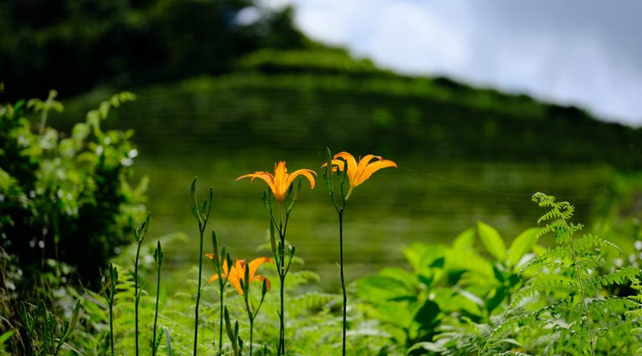 What “Naturally Grown Tea” Means in Japan