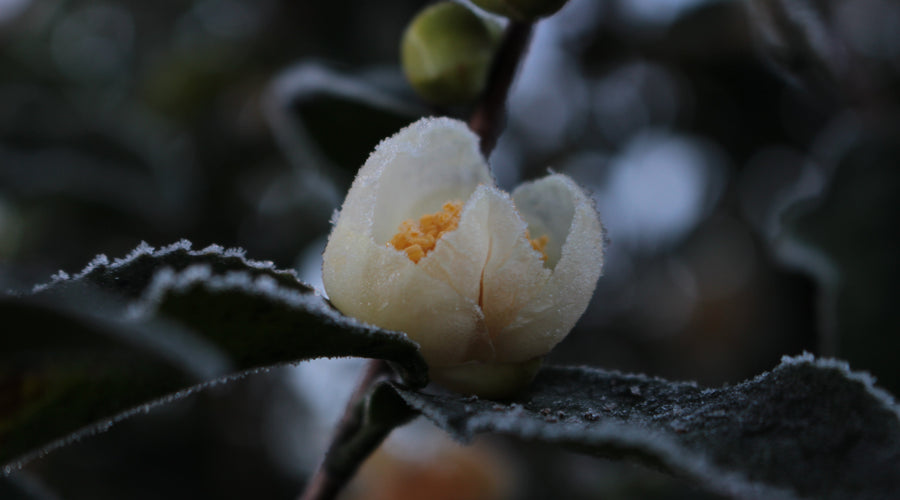 Tea Flowers in a Naturally Grown Tea Garden