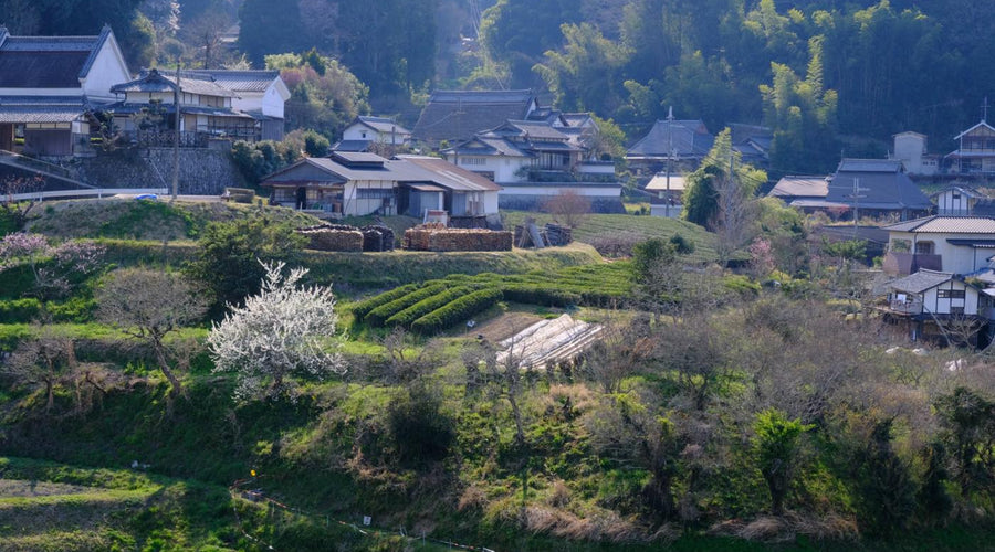 Our english page has been released.