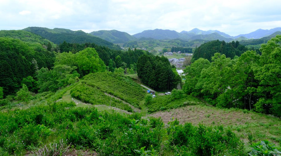 Naturally Grown Tea vs Organic Tea: What’s the Difference?