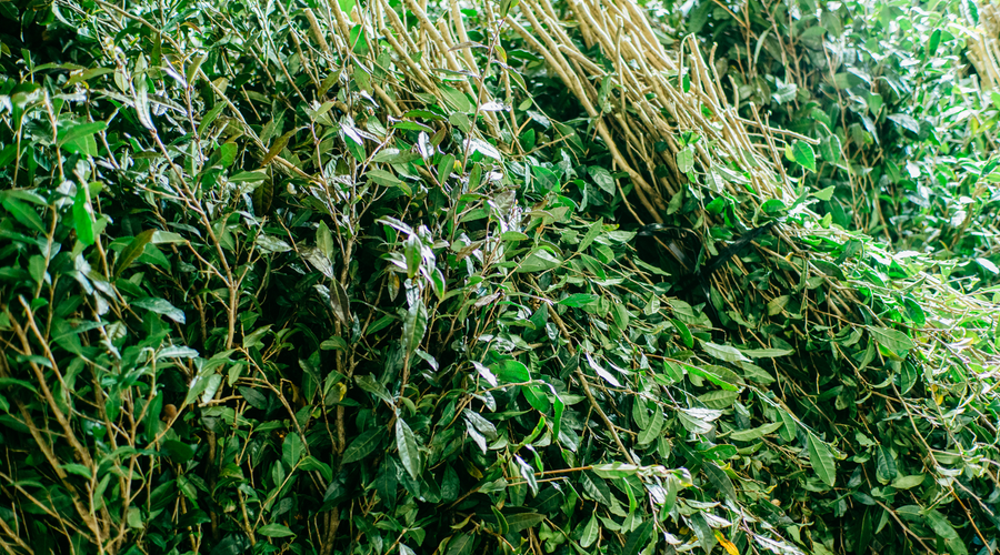 What is Sannen Bancha（三年晩茶）